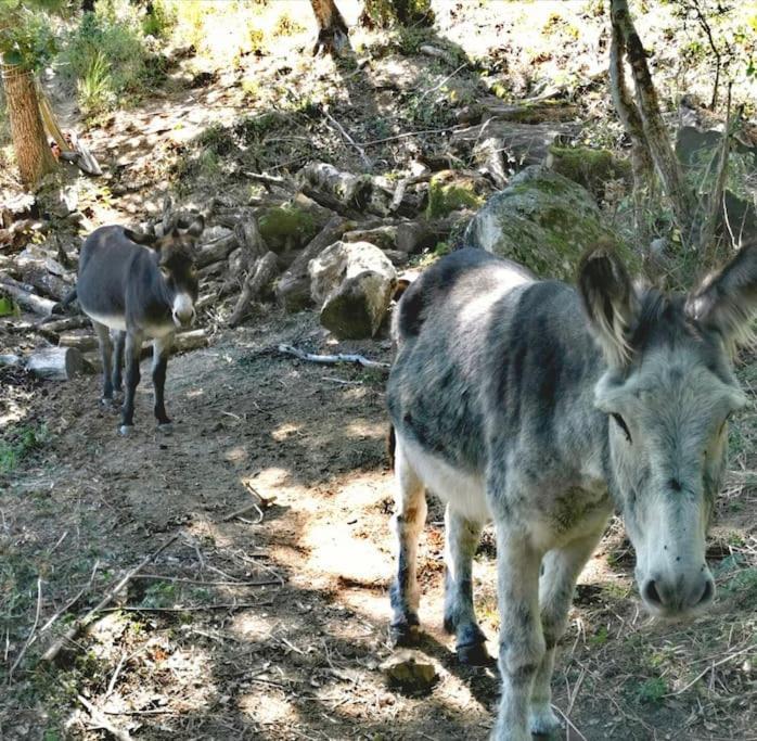 Gite Les Cadichons De La Grange Saint-Péray Eksteriør bilde